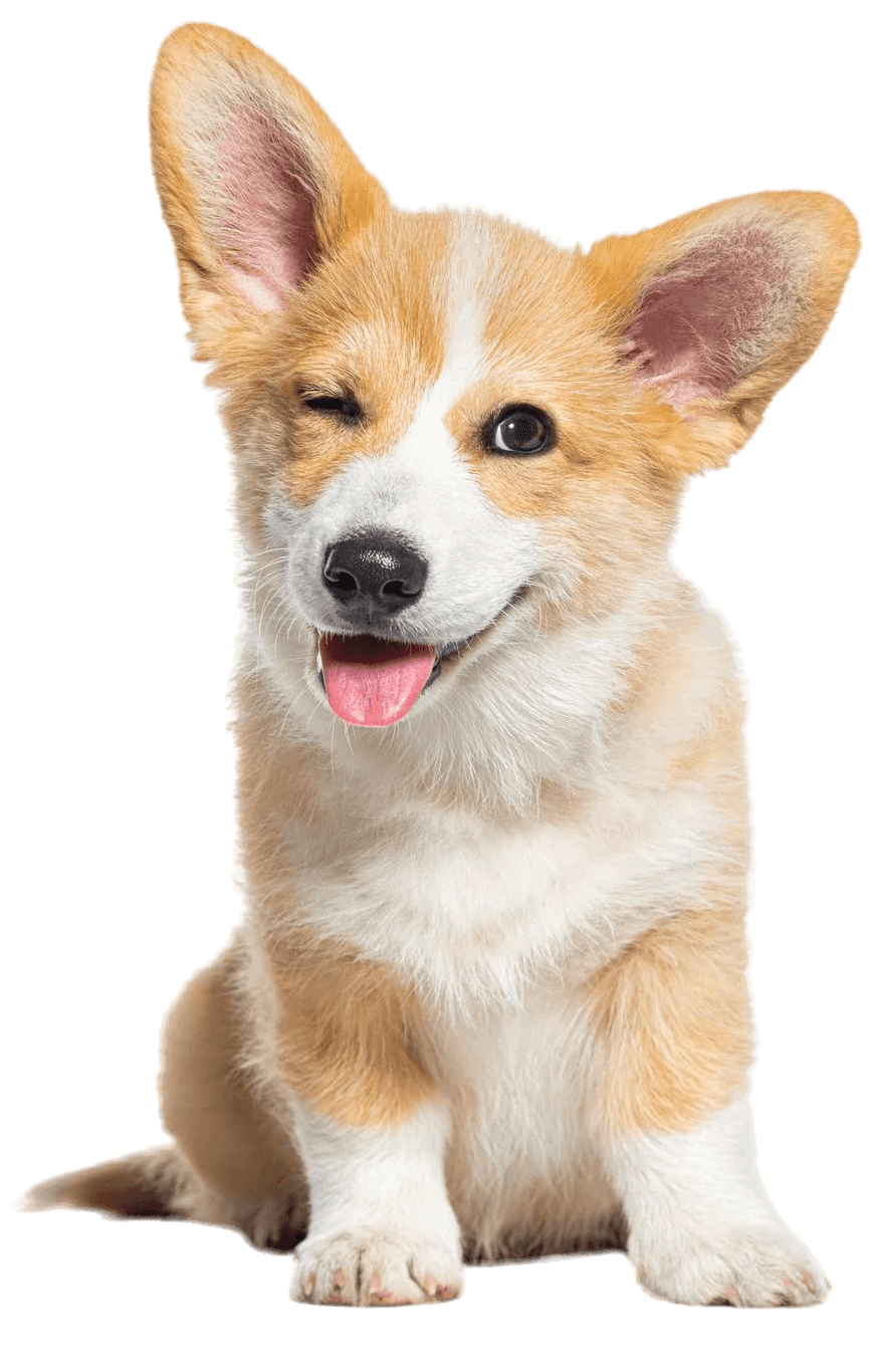 pet insurance banner
